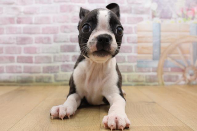 青森県のボストンテリア (Coo&RIKU八戸店/2025年8月23日生まれ/男の子/ボストンカラー)の子犬の1枚目の画像