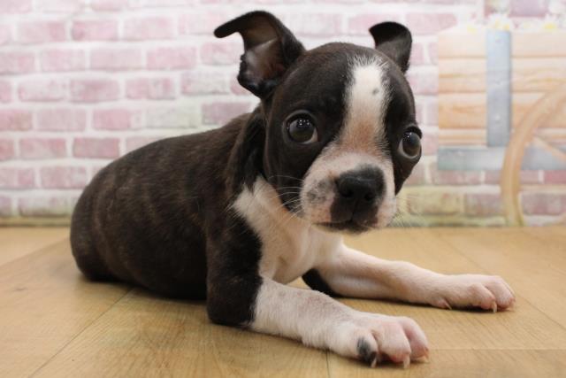 青森県のボストンテリア (Coo&RIKU八戸店/2025年8月23日生まれ/男の子/ボストンカラー)の子犬の3枚目の画像
