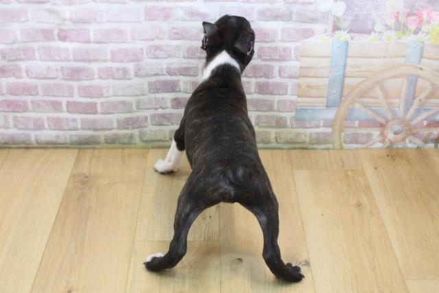 青森県のボストンテリア (Coo&RIKU八戸店/2025年8月23日生まれ/男の子/ボストンカラー)の子犬の4枚目の画像