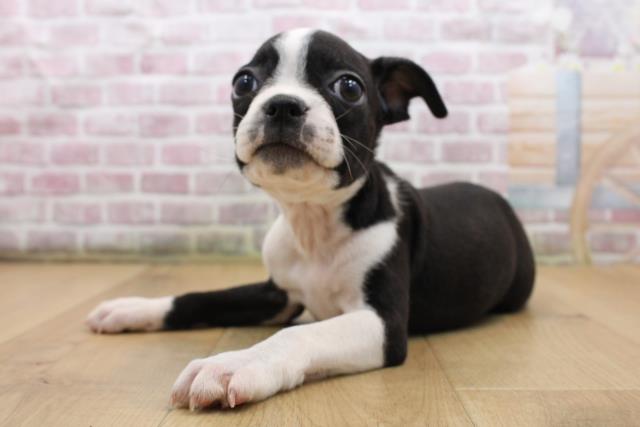 福島県のボストンテリア (Coo&RIKU郡山店/2025年8月23日生まれ/男の子/ボストンカラー)の子犬の2枚目の画像