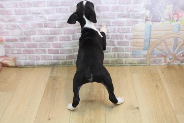 福島県のボストンテリア (Coo&RIKU郡山店/2025年8月23日生まれ/男の子/ボストンカラー)の子犬の4枚目の画像