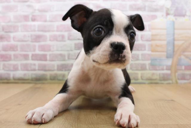 福島県のボストンテリア (Coo&RIKU福島店/2025年8月23日生まれ/女の子/ボストンカラー)の子犬の1枚目の画像