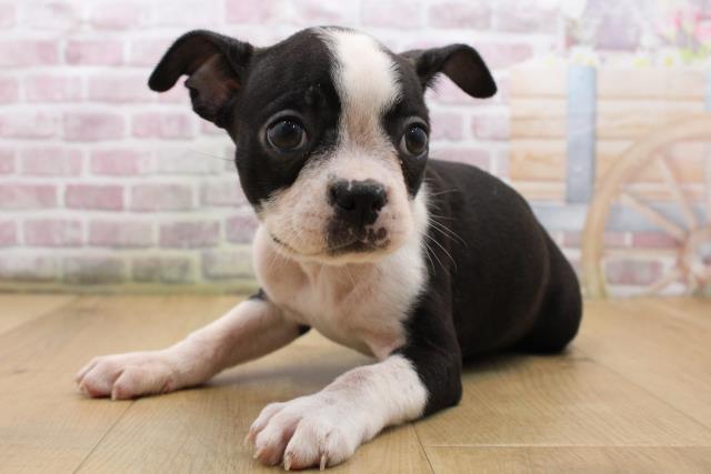 福島県のボストンテリア (Coo&RIKU福島店/2025年8月23日生まれ/女の子/ボストンカラー)の子犬の2枚目の画像