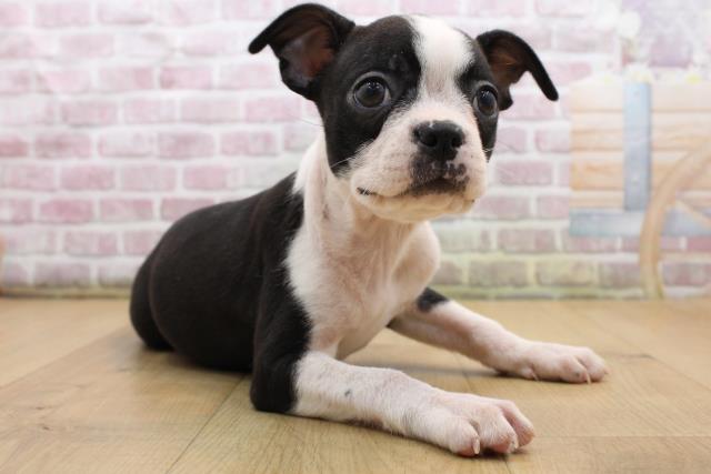 福島県のボストンテリア (Coo&RIKU福島店/2025年8月23日生まれ/女の子/ボストンカラー)の子犬の3枚目の画像