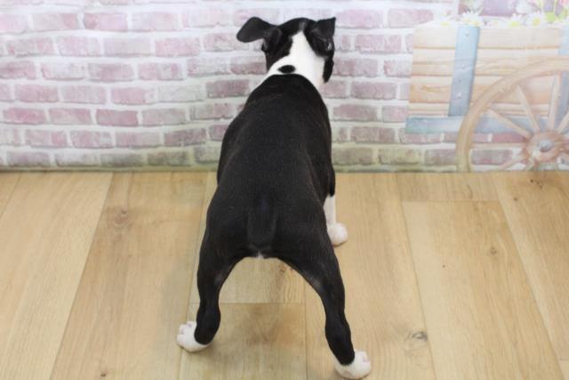 福島県のボストンテリア (Coo&RIKU福島店/2025年8月23日生まれ/女の子/ボストンカラー)の子犬の4枚目の画像