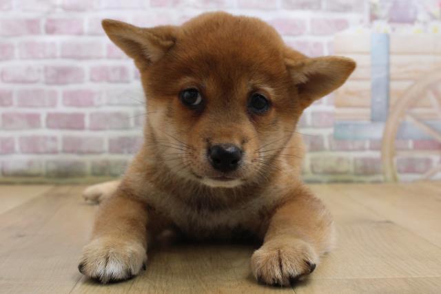 柴犬