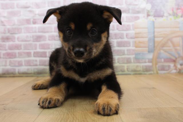 柴犬