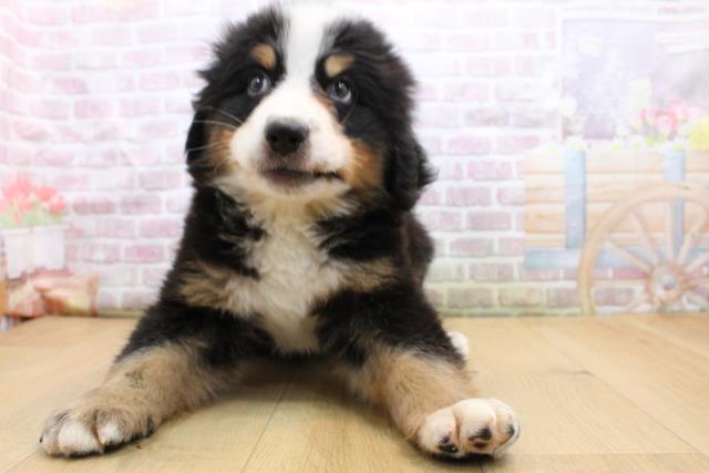 バーニーズマウンテンドッグ