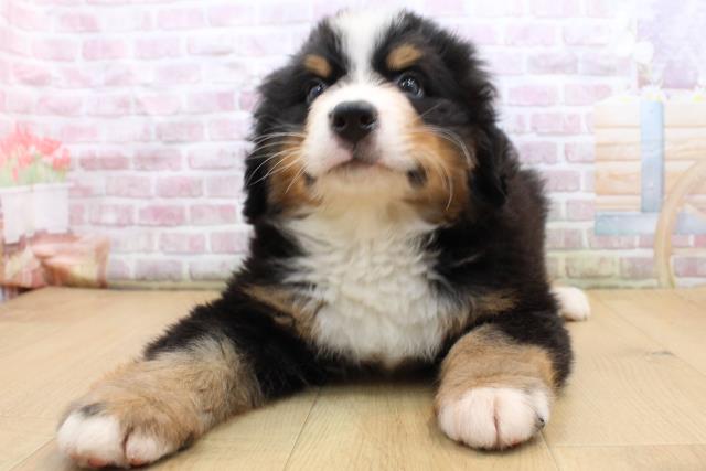 バーニーズマウンテンドッグ