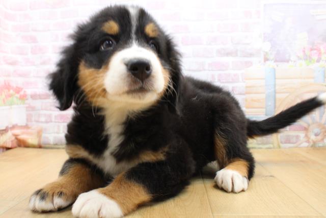 2025年8月24日生まれのバーニーズマウンテンドッグの2枚目の写真