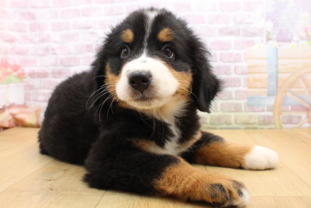 2025年8月24日生まれのバーニーズマウンテンドッグの3枚目の写真
