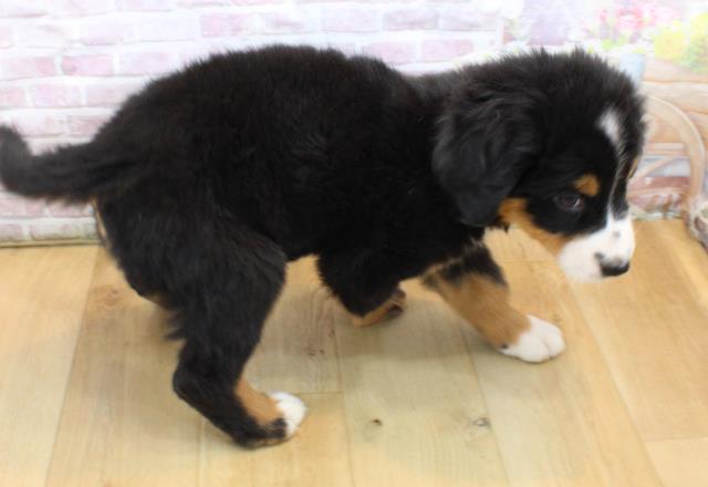 2025年8月24日生まれのバーニーズマウンテンドッグの4枚目の写真