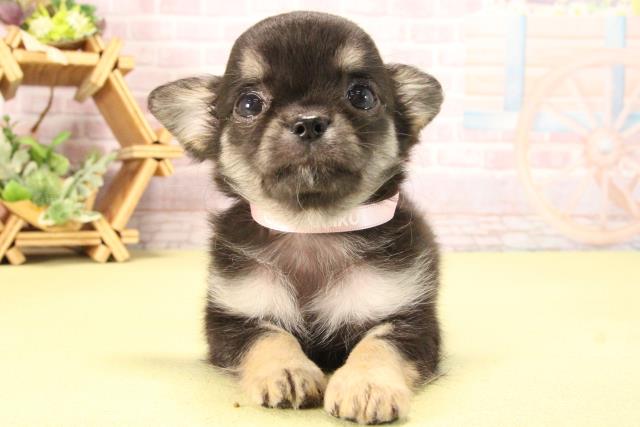 愛知県のチワワ(ロング) (Coo&RIKU岡崎店/2025年8月24日生まれ/女の子/ブラックタン)の子犬の1枚目の画像