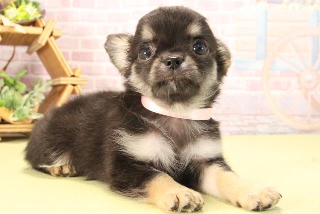 愛知県のチワワ(ロング) (Coo&RIKU岡崎店/2025年8月24日生まれ/女の子/ブラックタン)の子犬の2枚目の画像