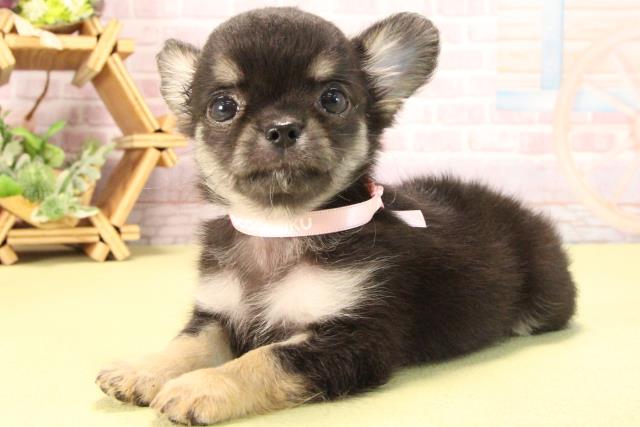 愛知県のチワワ(ロング) (Coo&RIKU岡崎店/2025年8月24日生まれ/女の子/ブラックタン)の子犬の3枚目の画像