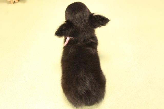 愛知県のチワワ(ロング) (Coo&RIKU岡崎店/2025年8月24日生まれ/女の子/ブラックタン)の子犬の4枚目の画像