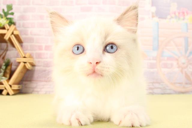 愛知県のラグドール (Coo&RIKU岡崎店/2025年8月24日生まれ/女の子/ブルーポイントバイカラー)の子猫の1枚目の画像