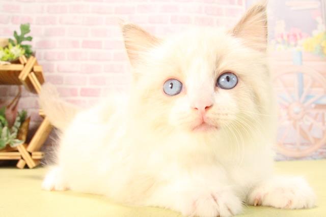 愛知県のラグドール (Coo&RIKU岡崎店/2025年8月24日生まれ/女の子/ブルーポイントバイカラー)の子猫の2枚目の画像