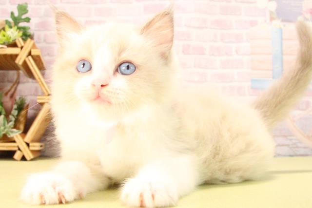 愛知県のラグドール (Coo&RIKU岡崎店/2025年8月24日生まれ/女の子/ブルーポイントバイカラー)の子猫の3枚目の画像