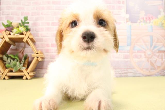 ジャックラッセルテリア