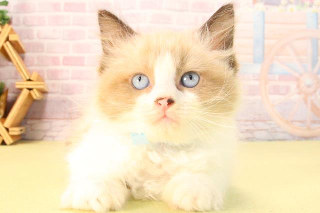 愛知県のラグドール (Coo&RIKU半田店/2025年8月23日生まれ/男の子/シールポイントバイカラー)の子猫の1枚目の画像