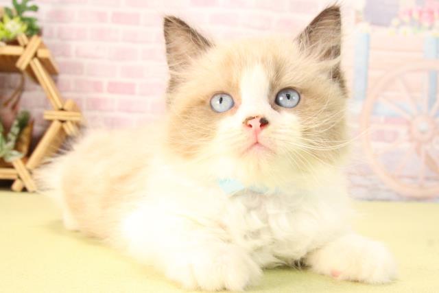 愛知県のラグドール (Coo&RIKU半田店/2025年8月23日生まれ/男の子/シールポイントバイカラー)の子猫の2枚目の画像