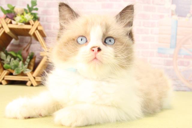 愛知県のラグドール (Coo&RIKU半田店/2025年8月23日生まれ/男の子/シールポイントバイカラー)の子猫の3枚目の画像