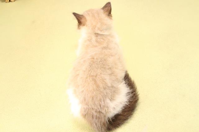 愛知県のラグドール (Coo&RIKU半田店/2025年8月23日生まれ/男の子/シールポイントバイカラー)の子猫の4枚目の画像