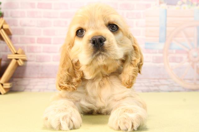 愛知県のアメリカンコッカースパニエル (Coo&RIKU半田店/2025年8月19日生まれ/男の子/バフ)の子犬の1枚目の画像
