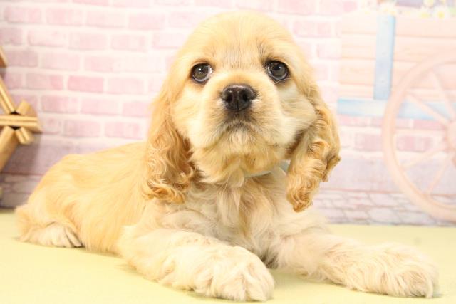 愛知県のアメリカンコッカースパニエル (Coo&RIKU半田店/2025年8月19日生まれ/男の子/バフ)の子犬の2枚目の画像