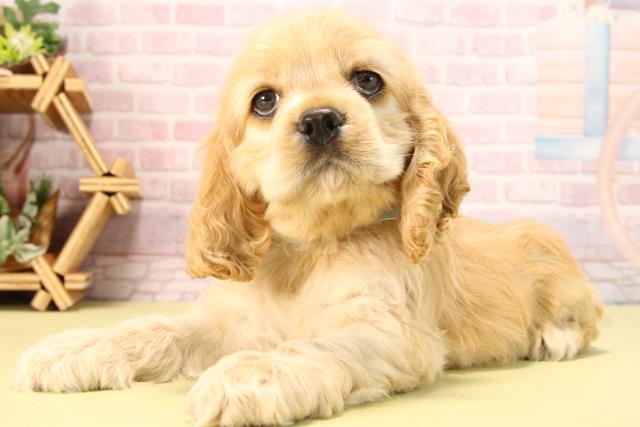愛知県のアメリカンコッカースパニエル (Coo&RIKU半田店/2025年8月19日生まれ/男の子/バフ)の子犬の3枚目の画像