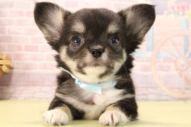 愛知県のチワワ(ロング) (Coo&RIKU岡崎店/2025年8月23日生まれ/男の子/ブラックタンホワイト)の子犬の1枚目の画像