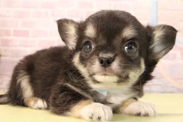 愛知県のチワワ(ロング) (Coo&RIKU岡崎店/2025年8月23日生まれ/男の子/ブラックタンホワイト)の子犬の2枚目の画像