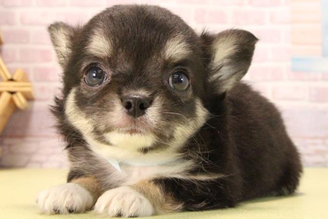 愛知県のチワワ(ロング) (Coo&RIKU岡崎店/2025年8月23日生まれ/男の子/ブラックタンホワイト)の子犬の3枚目の画像