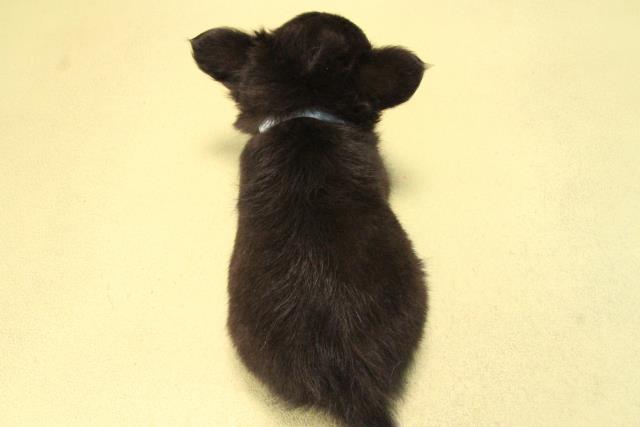 愛知県のチワワ(ロング) (Coo&RIKU岡崎店/2025年8月23日生まれ/男の子/ブラックタンホワイト)の子犬の4枚目の画像