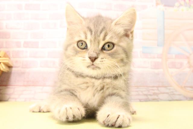 愛知県のマンチカン (Coo&RIKU東海店/2025年8月22日生まれ/男の子/ブルータビー)の子猫の1枚目の画像