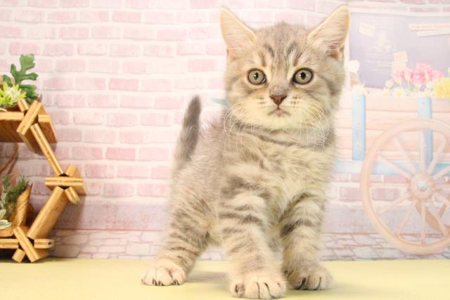 愛知県のマンチカン (Coo&RIKU東海店/2025年8月22日生まれ/男の子/ブルータビー)の子猫の2枚目の画像