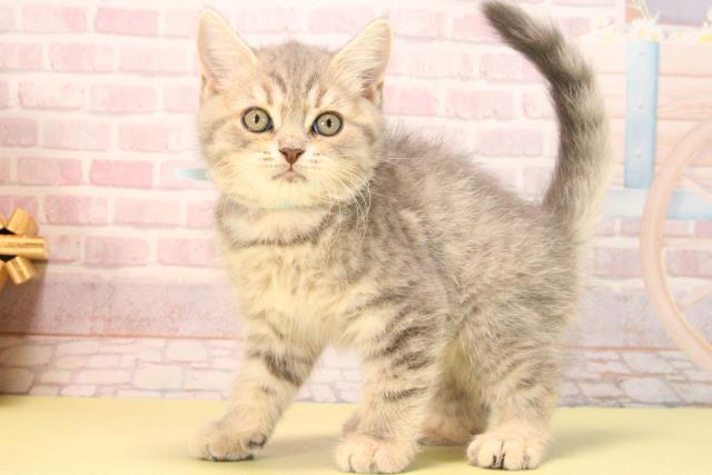 愛知県のマンチカン (Coo&RIKU東海店/2025年8月22日生まれ/男の子/ブルータビー)の子猫の3枚目の画像