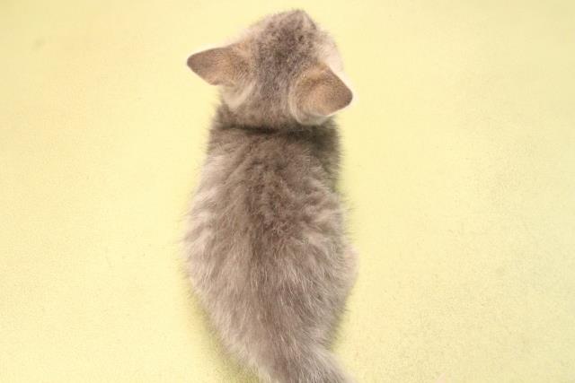 愛知県のマンチカン (Coo&RIKU東海店/2025年8月22日生まれ/男の子/ブルータビー)の子猫の4枚目の画像