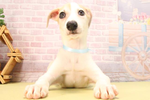 愛知県のウィペット (Coo&RIKU豊橋店/2025年8月24日生まれ/男の子/フォーンホワイト)の子犬の1枚目の画像