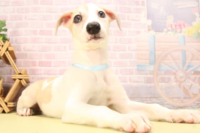 愛知県のウィペット (Coo&RIKU豊橋店/2025年8月24日生まれ/男の子/フォーンホワイト)の子犬の2枚目の画像