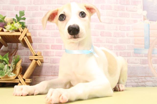 愛知県のウィペット (Coo&RIKU豊橋店/2025年8月24日生まれ/男の子/フォーンホワイト)の子犬の3枚目の画像