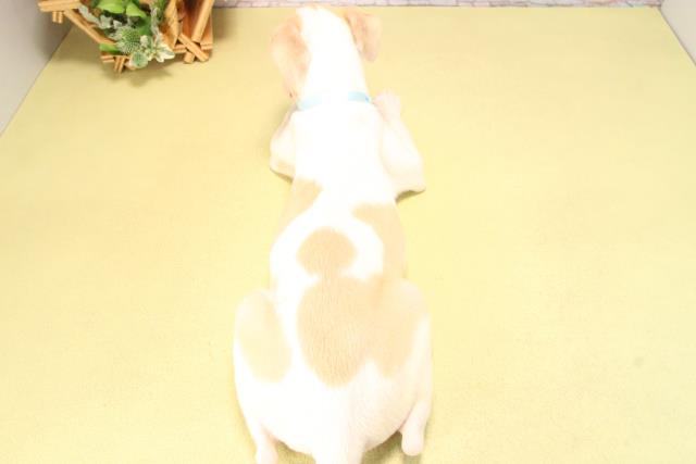 愛知県のウィペット (Coo&RIKU豊橋店/2025年8月24日生まれ/男の子/フォーンホワイト)の子犬の4枚目の画像