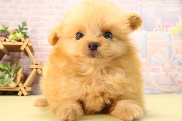 愛知県のポメプー(ポメラニアン×プードル) (Coo&RIKU東海店/2025年8月23日生まれ/女の子/アプリコット)の子犬の1枚目の画像