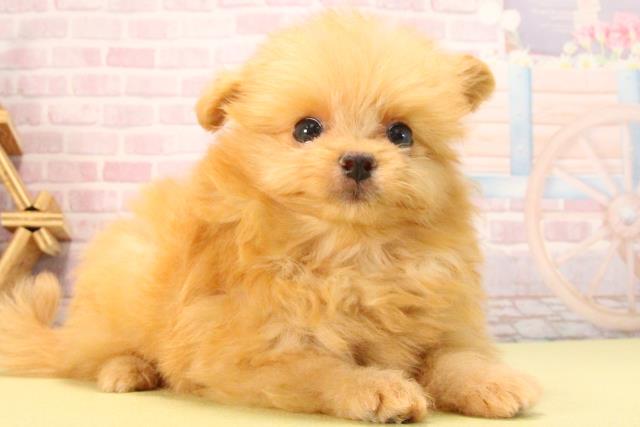 愛知県のポメプー(ポメラニアン×プードル) (Coo&RIKU東海店/2025年8月23日生まれ/女の子/アプリコット)の子犬の2枚目の画像