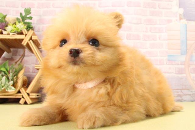 愛知県のポメプー(ポメラニアン×プードル) (Coo&RIKU東海店/2025年8月23日生まれ/女の子/アプリコット)の子犬の3枚目の画像