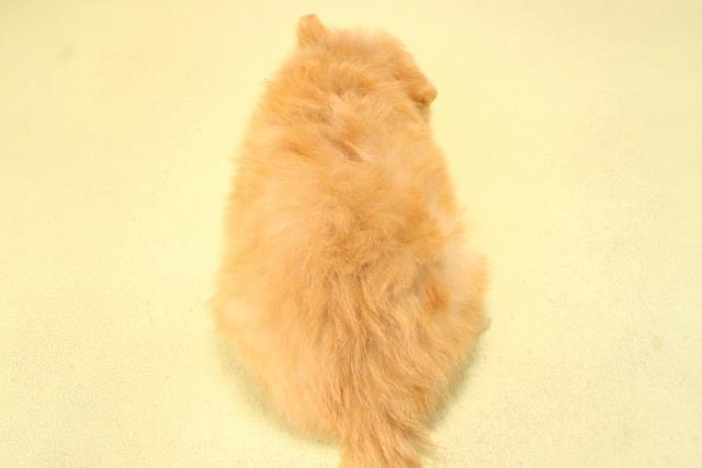 愛知県のポメプー(ポメラニアン×プードル) (Coo&RIKU東海店/2025年8月23日生まれ/女の子/アプリコット)の子犬の4枚目の画像