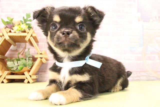 愛知県のチワワ(ロング) (Coo&RIKU豊橋店/2025年8月23日生まれ/男の子/ブラッククリーム)の子犬の3枚目の画像