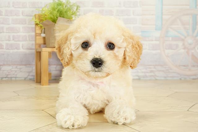 愛知県のビションプー(ビションフリーゼ×プードル) (Coo&RIKU豊橋店/2025年8月24日生まれ/女の子/アプリコット)の子犬の1枚目の画像