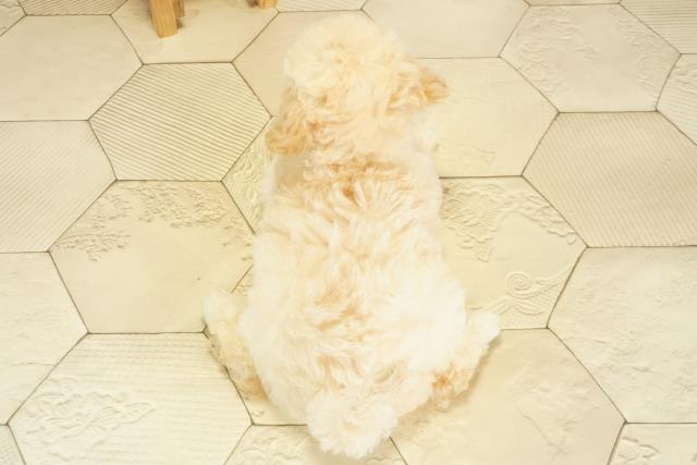 愛知県のビションプー(ビションフリーゼ×プードル) (Coo&RIKU豊橋店/2025年8月24日生まれ/女の子/アプリコット)の子犬の4枚目の画像